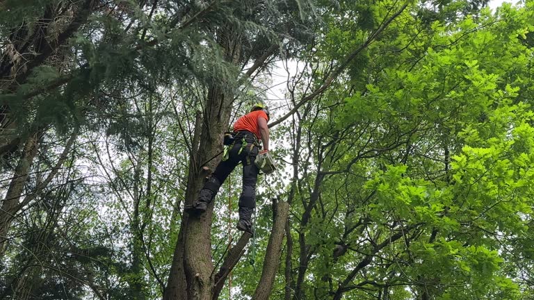 Trusted Plainview, NY Tree Services Experts